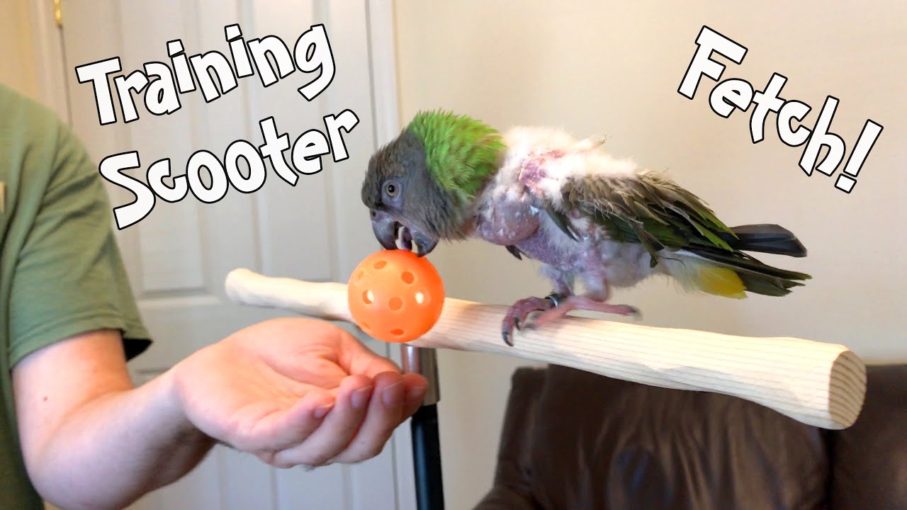Training Scooter a Senegal Parrot to Fetch