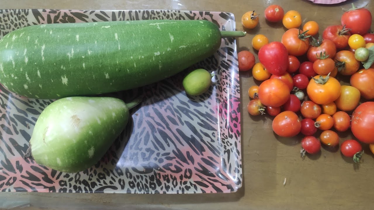 Today harvest 01.03.26. ছাদ থেকে আজকের সবজি তোলার ভিডিও নিয়ে চলে আসলাম। #ছাদবাগান 