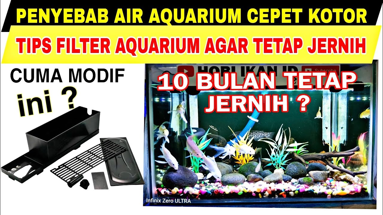 PENYEBAB AIR AQUARIUM CEPAT KOTOR DAN TIPS FILTER AQUARIUM AGAR AIR TETAP JERNIH DAN BERSIH