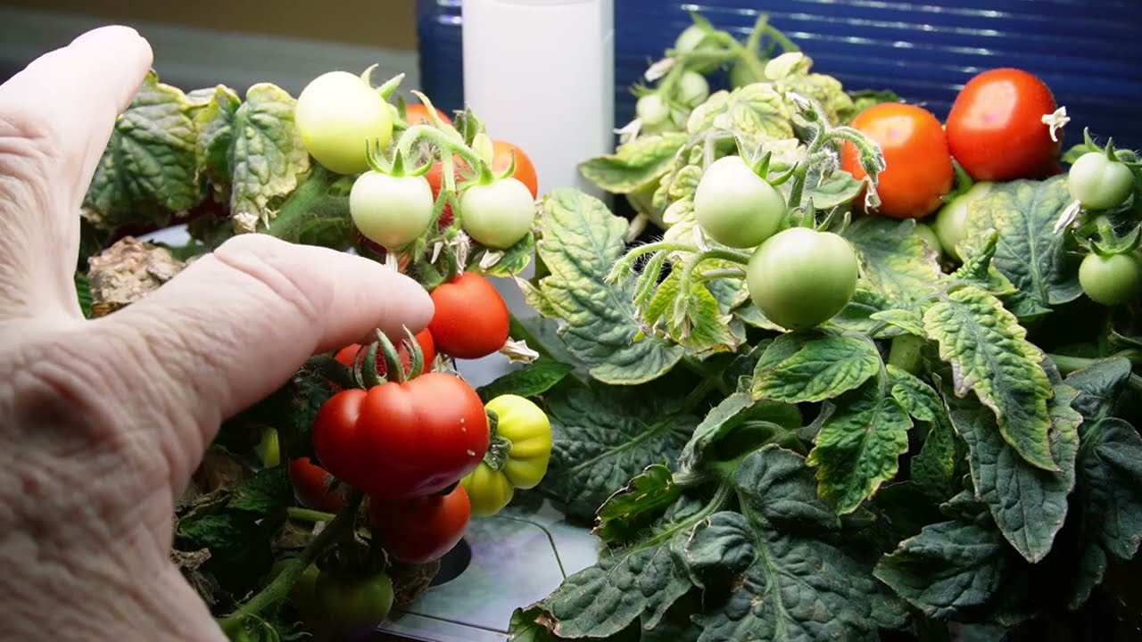 What do MICRO TOMS taste like? Join me as I TASTE TEST and SAVE SEEDS from this TINY TOMATO. 2/1/23