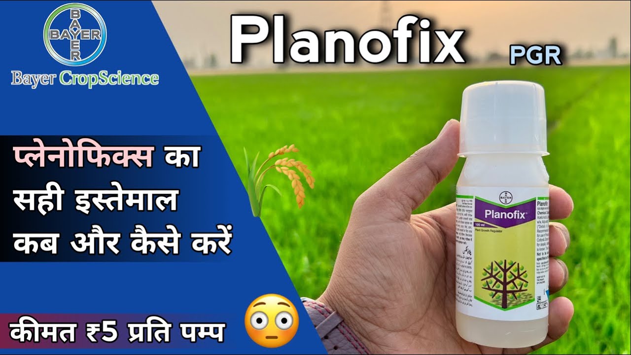 Bayer Planofix PGR | फल और फूलो को कैसे गिरने से रोकता है ? प्लांट ग्रोथ रेगुलेटर और फ्लावर बूस्टर