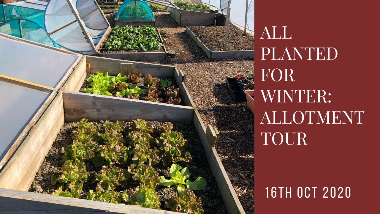 Full Allotment Tour | All planted for winter | what to grow in winter | what to grow in October