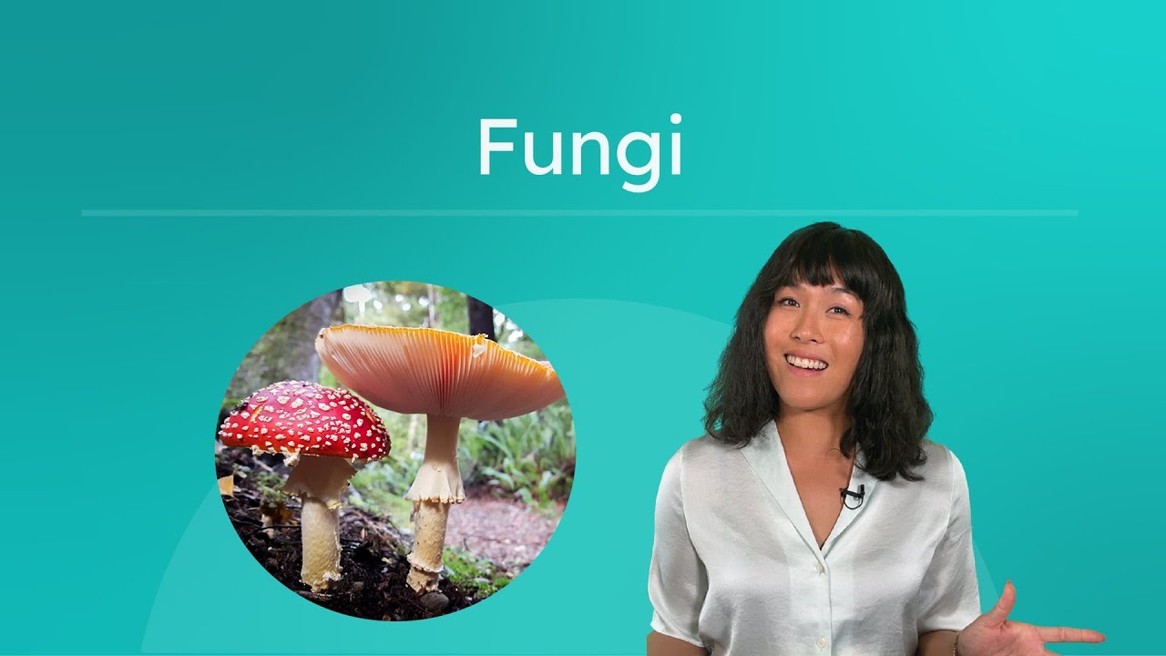 Fungi - Exploring the Fungi Kingdom
