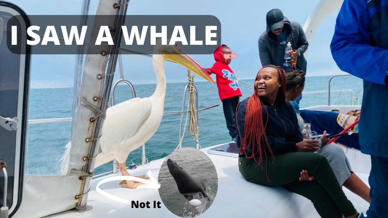 Namibia Catamaran Tour: Whale, Dolphin, Pelican And Seagull Watching With Oyster Tasting