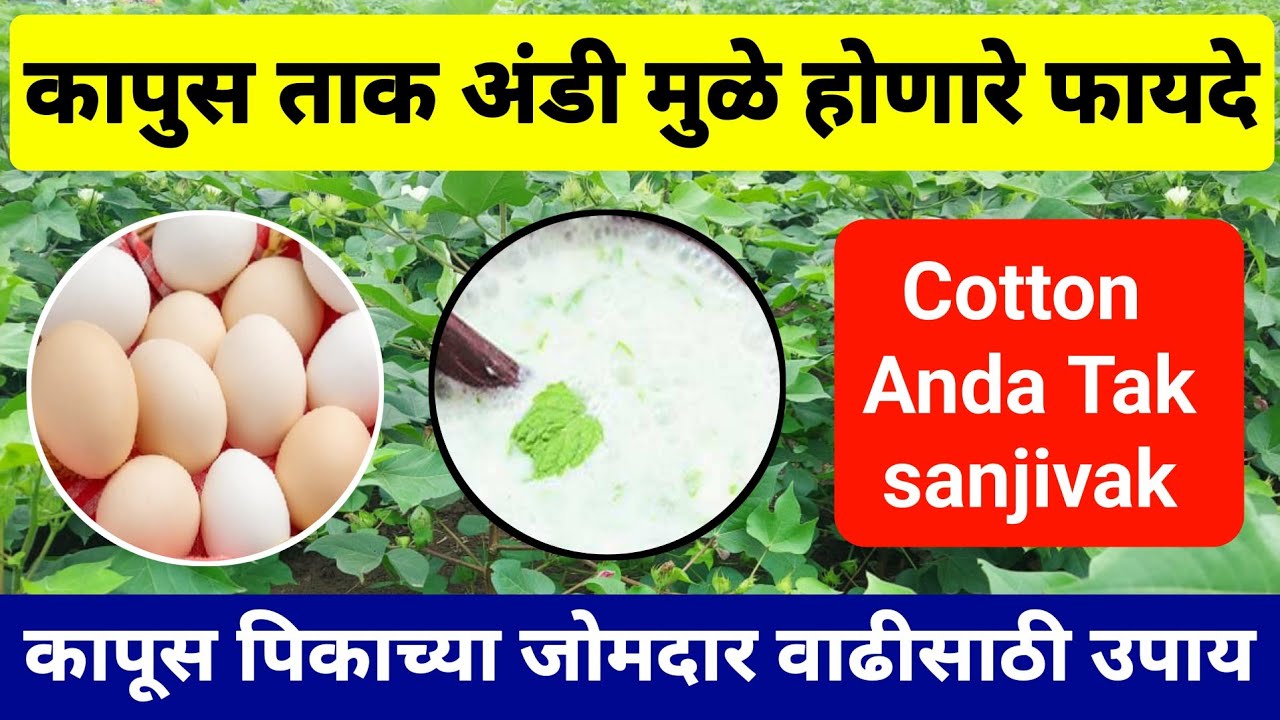 कापूस पिकाला ताक अंडी मुळे होणारे फायदे | Kapus tak andi fayde | कापूस जोमदार वाढीसाठी उपाय | Cotton