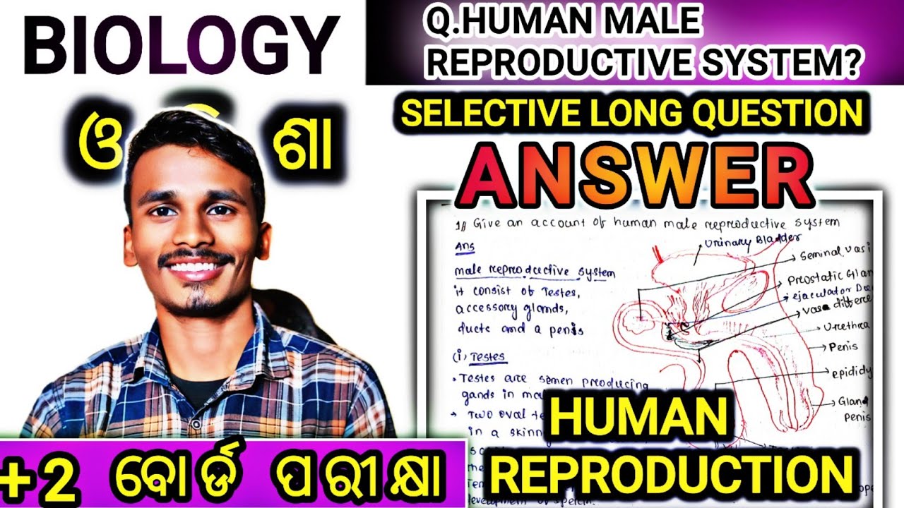 HUMAN MALE REPRODUCTIVE SYSTEM SELECTIVE LONG QUESTION WITH HAND WRITTEN ANSWER FOR CHSE EXAM 2025