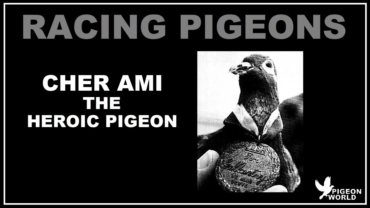 cher ami the heroic pigeon story