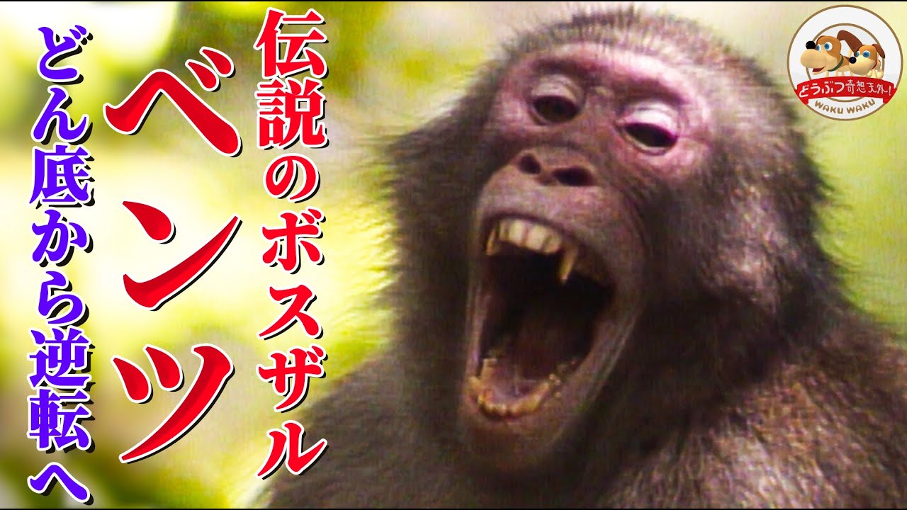 【感動秘話】伝説のボスザル・ベンツ！禁断の恋のため失脚…どん底から這い上がりかつての部下、No.２との対決！波乱の生涯に密着した貴重映像（高崎山・ベンツの物語②)【どうぶつ奇想天外／WAKUWAKU】