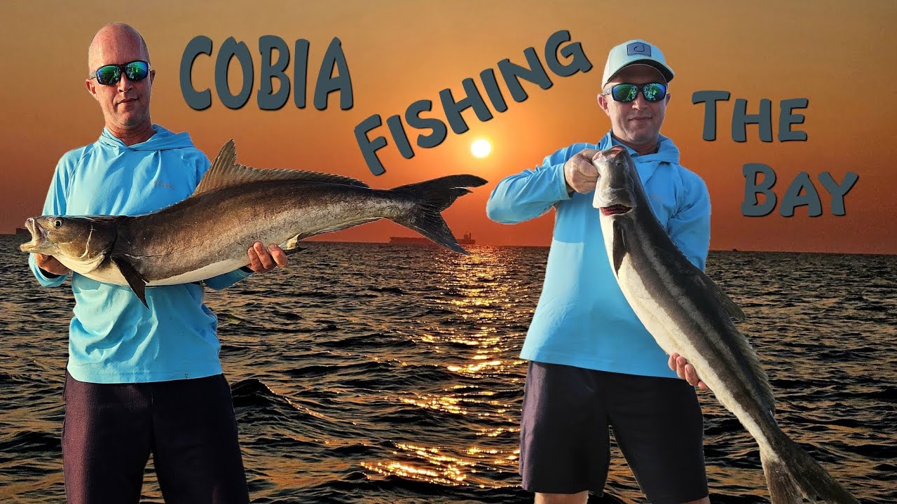 Cobia Fishing the Chesapeake Bay of Virginia