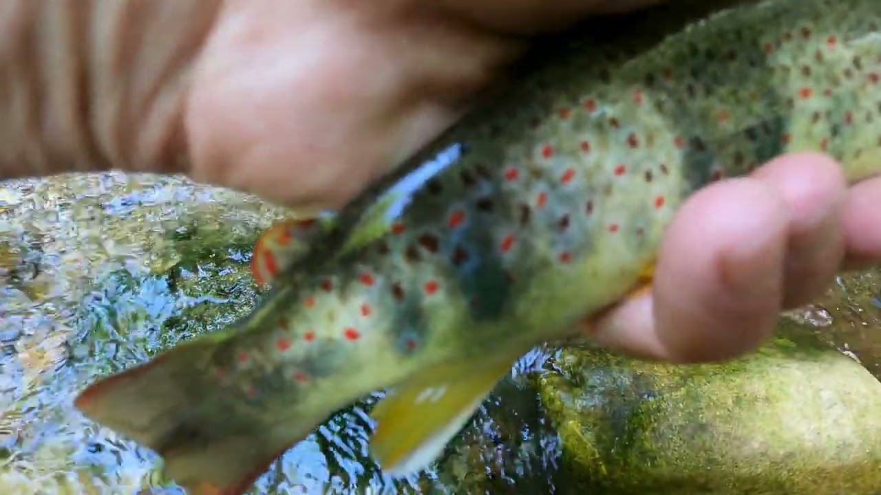 Pêche à la mouche en petite rivière - Ludovic Briet, Moniteur-Guide de pêche en Haute-Savoie
