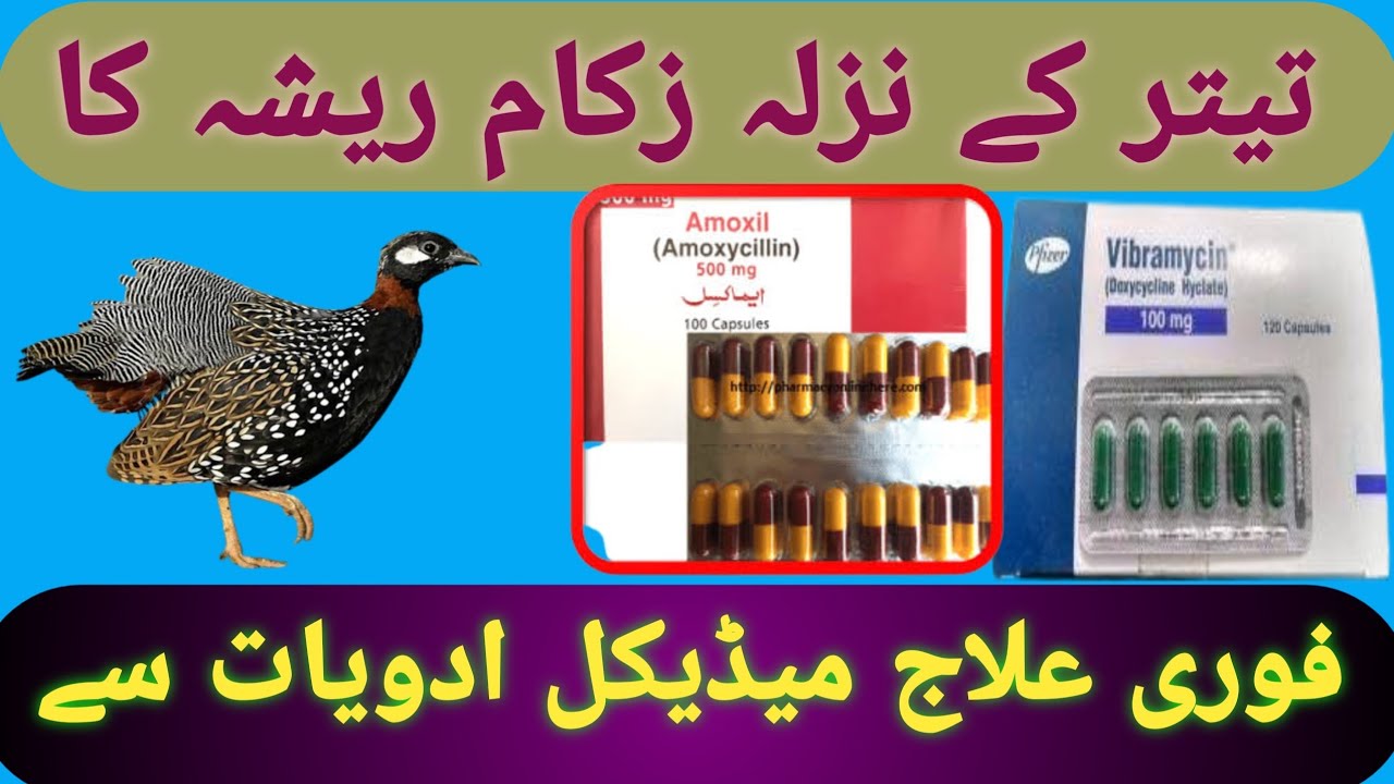 Kala Teetar Ka Nazla Zukam Ka Ilaj |Kala Teetar Ka Daimi Zukam Ka Ilaj |Teetar Ke Nak Band ka Ilaj