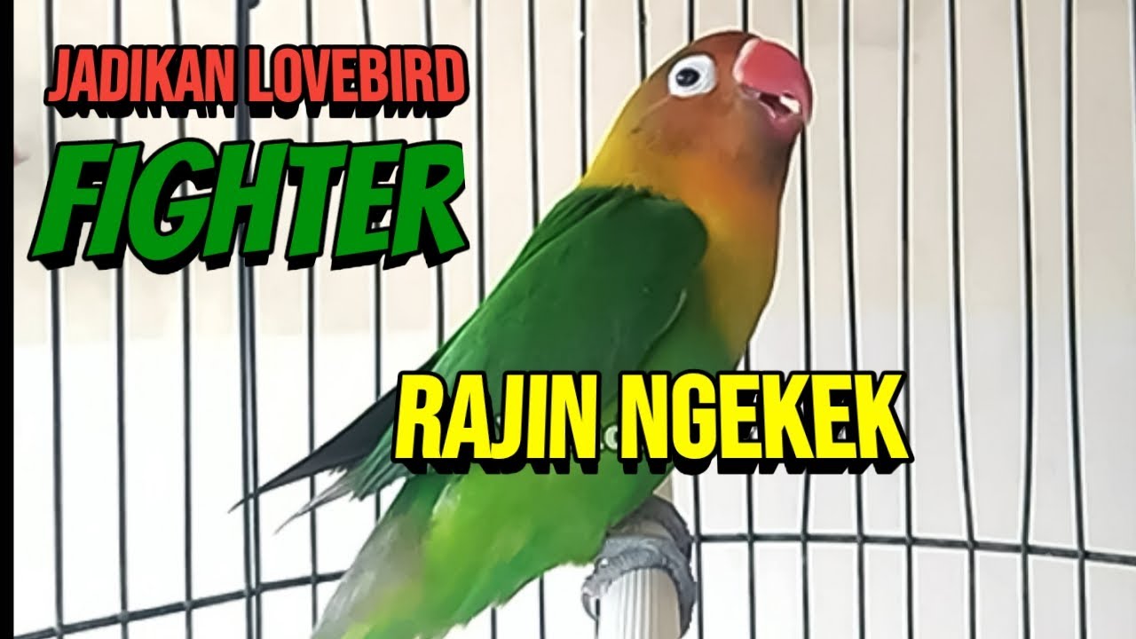 Suara Burung Lovebird Ngekek Panjang ini, Cepat Jadikan Lovebird FIGHTER Rajin Ngekek