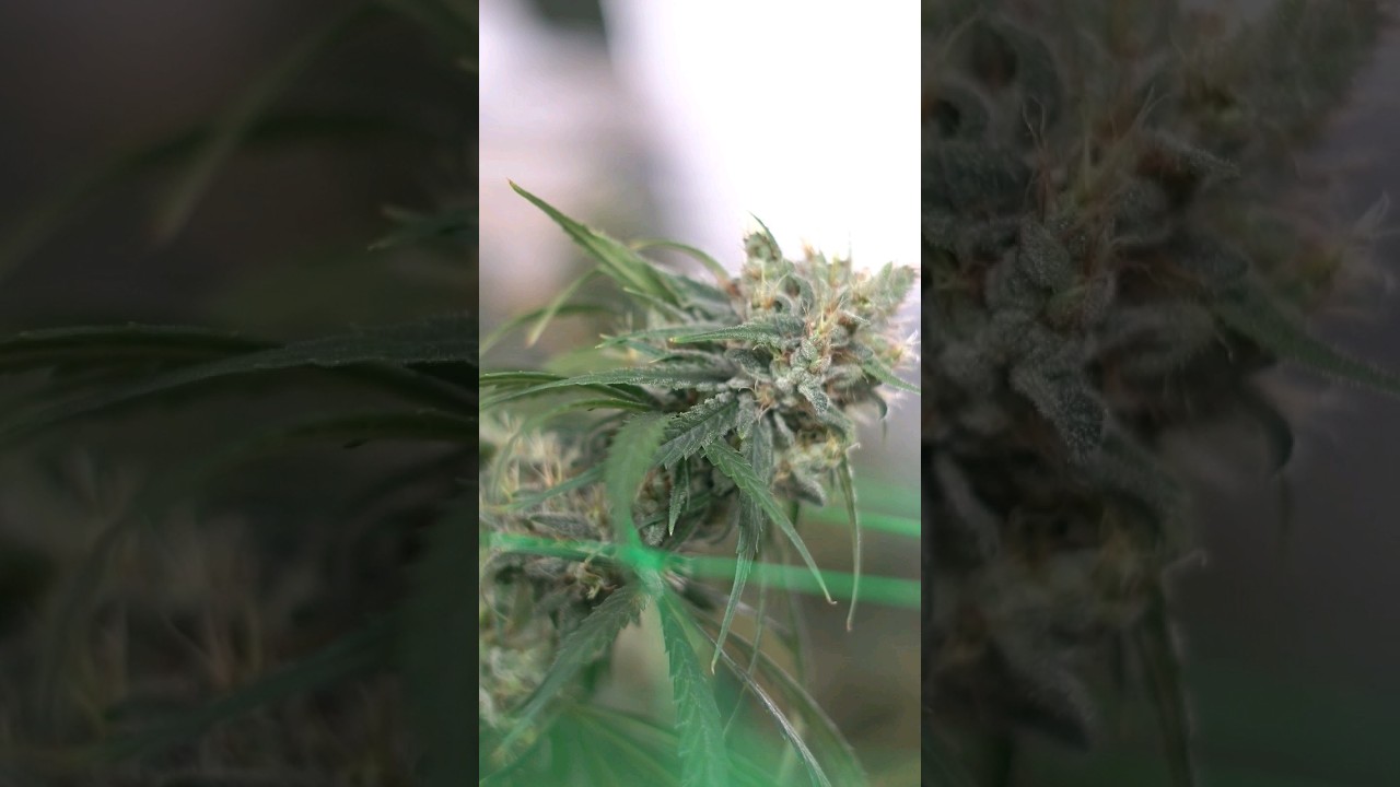 Ile gram&oacute;w 🥦 z metra kwadratowego plantacji? #shorts