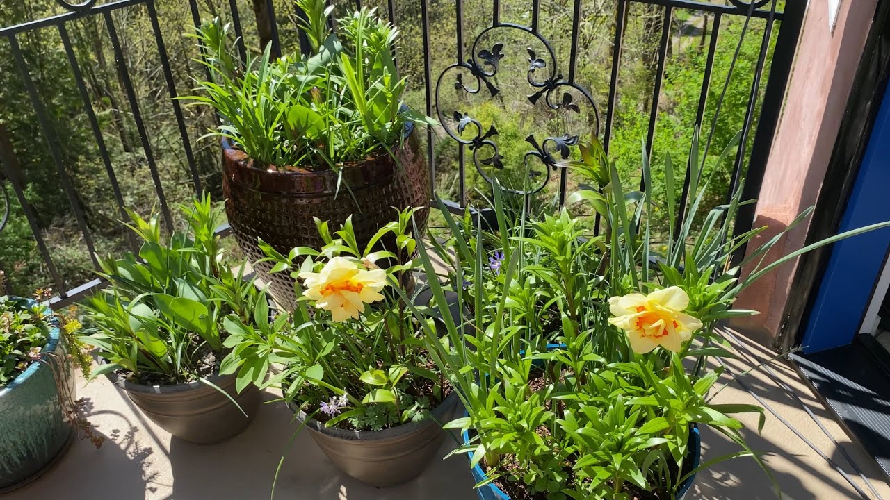 Garden Tour/Journal: 4/18/25