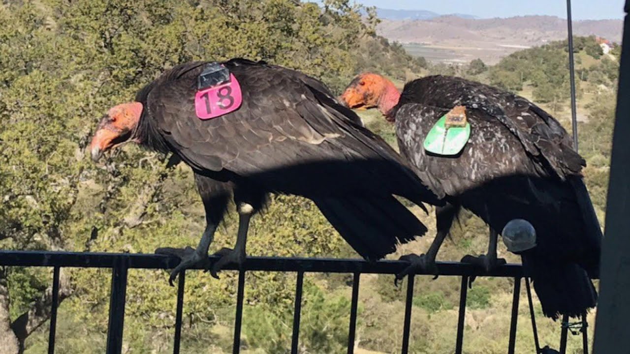 Endangered Condors Trash Woman’s Home