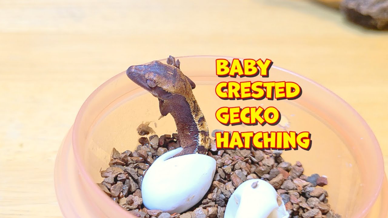 Baby Crested Gecko Eggs Hatching!