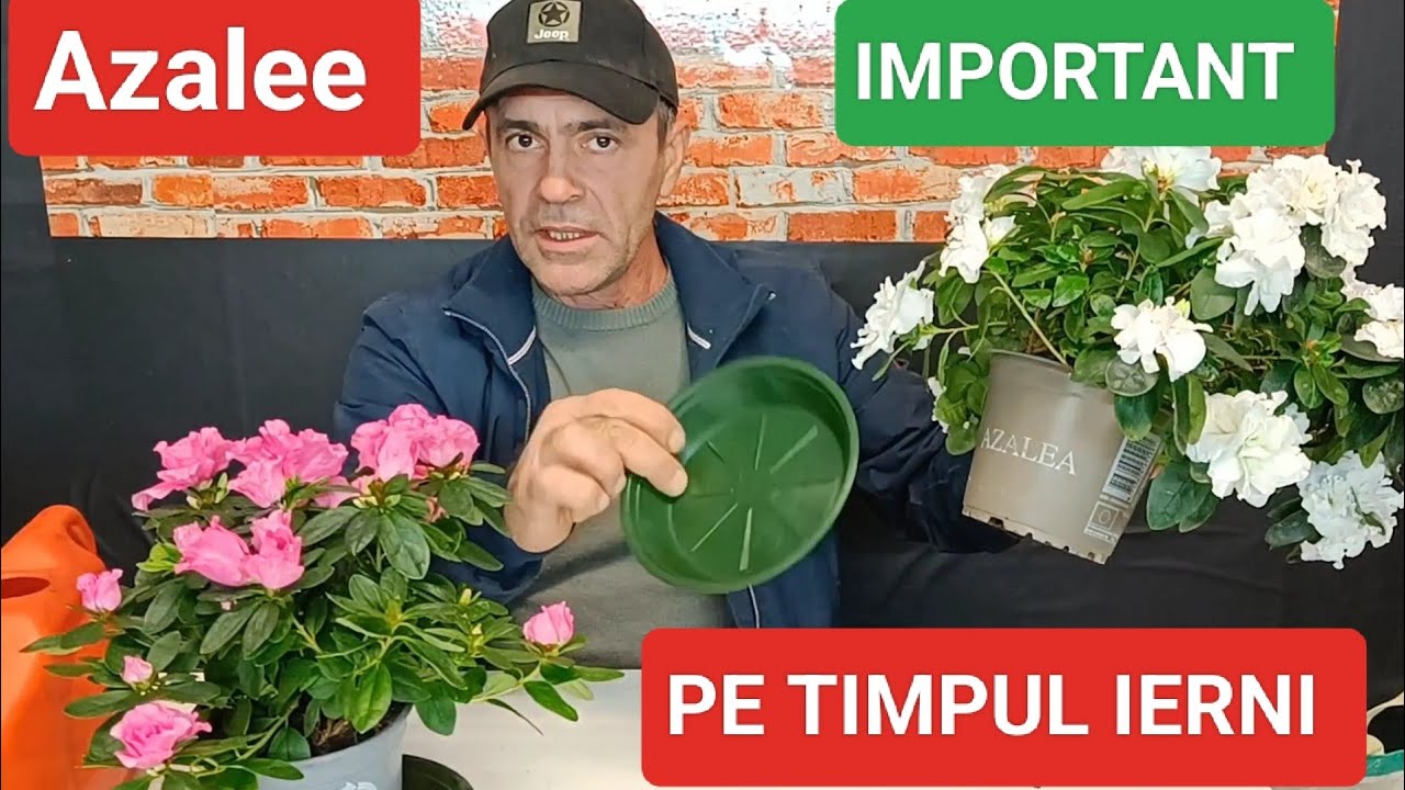 &Icirc;ngrijire azalee &icirc;n ghiveci