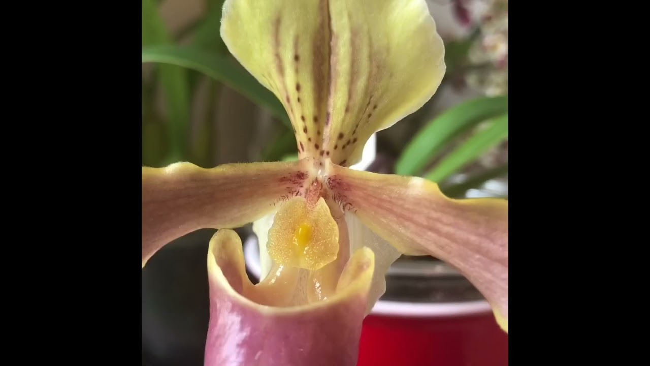 易种易花的mini亚洲兜兰，新手也能成功！可以用盆栽土种兜兰！mini compact paphiopedium using potting mix。