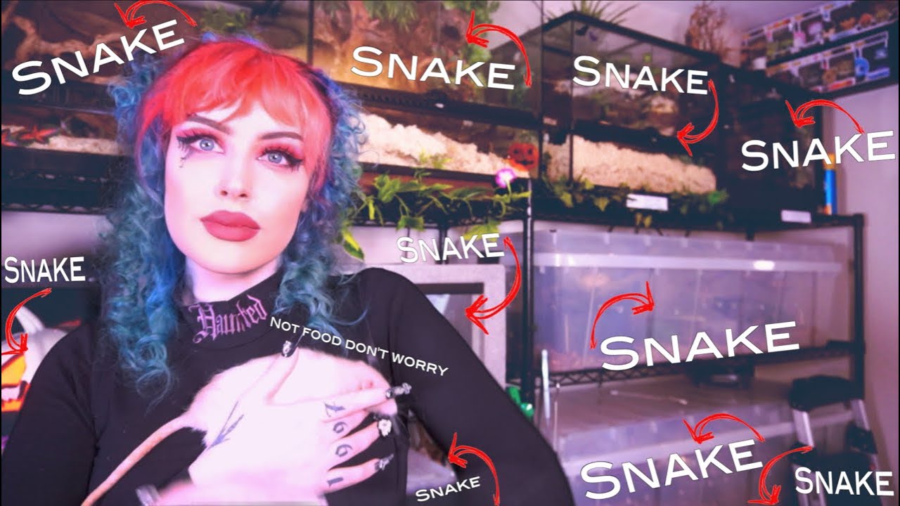 Setting Up 11 New Snake Enclosures! (+ Rat Update)