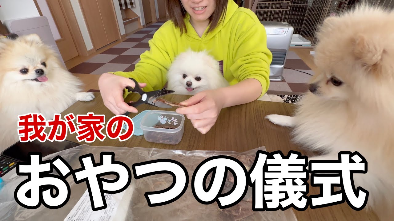 食いしん坊ポメラニアンが取った行動がヤバすぎた