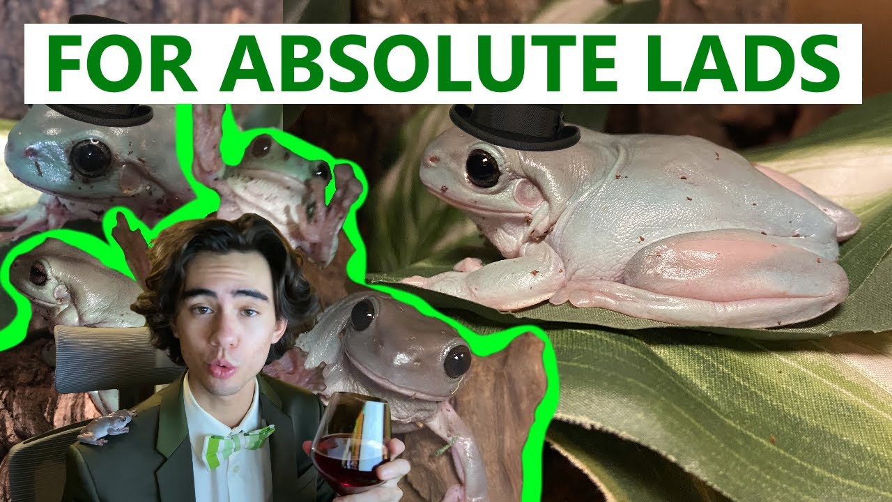 White's Tree Frog Care for Absolute Lads