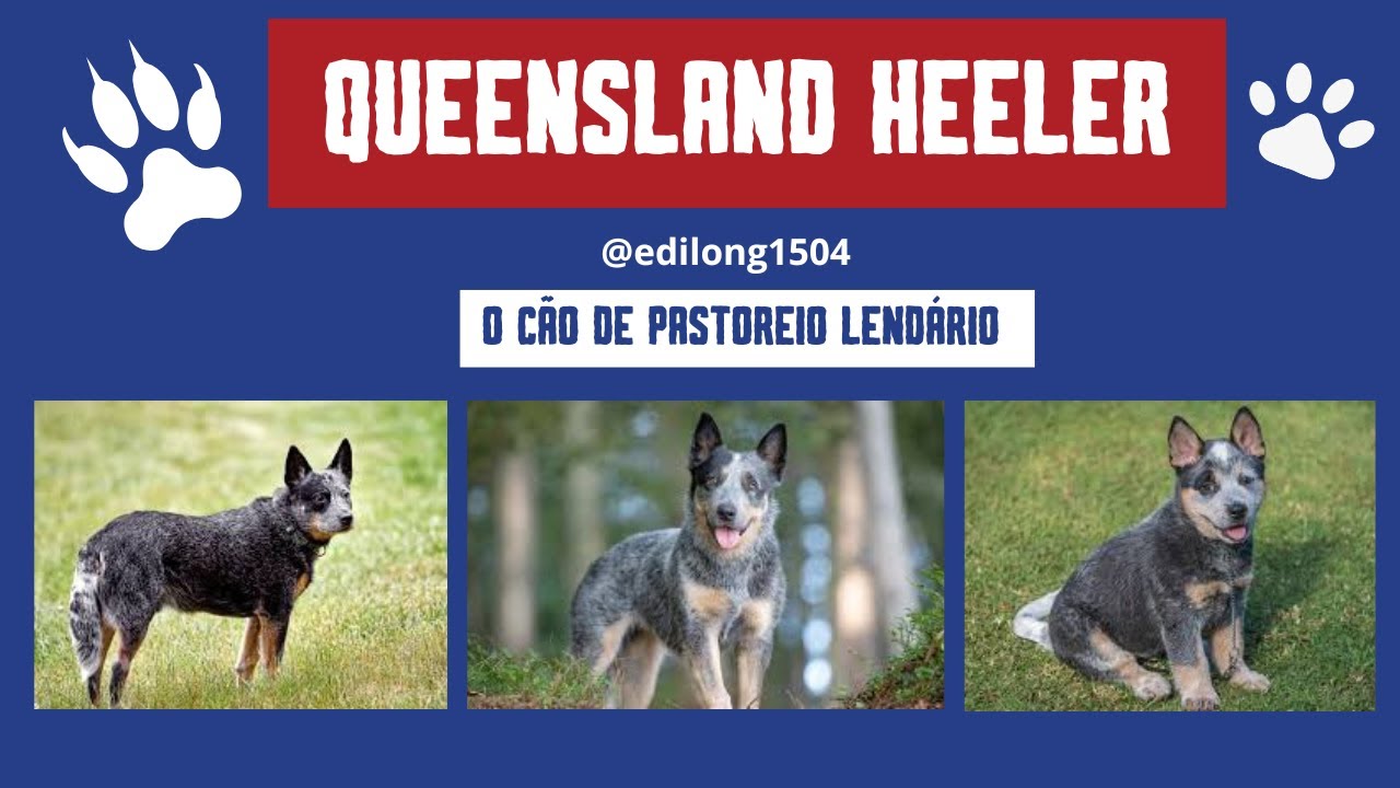 Queensland Heeler:  O Cão de Pastoreio Lendário – História, Cuidados e Segredos!