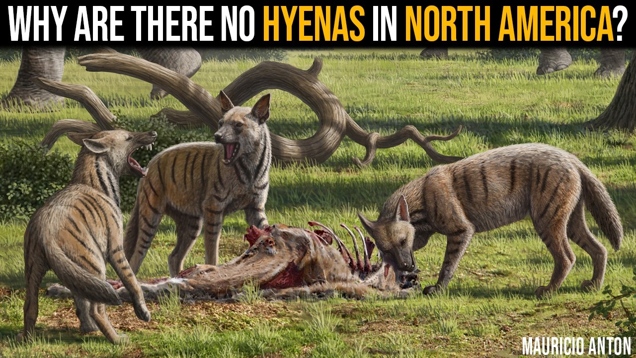 Why Are There No Hyenas in North America?