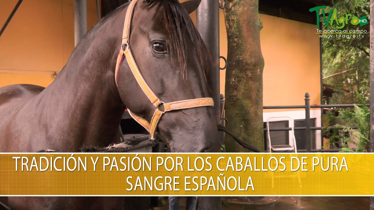 Tradicion y Pasion por los Caballos de Pura Sangre Española- TvAgro por Juan Gonzalo Angel Restrepo