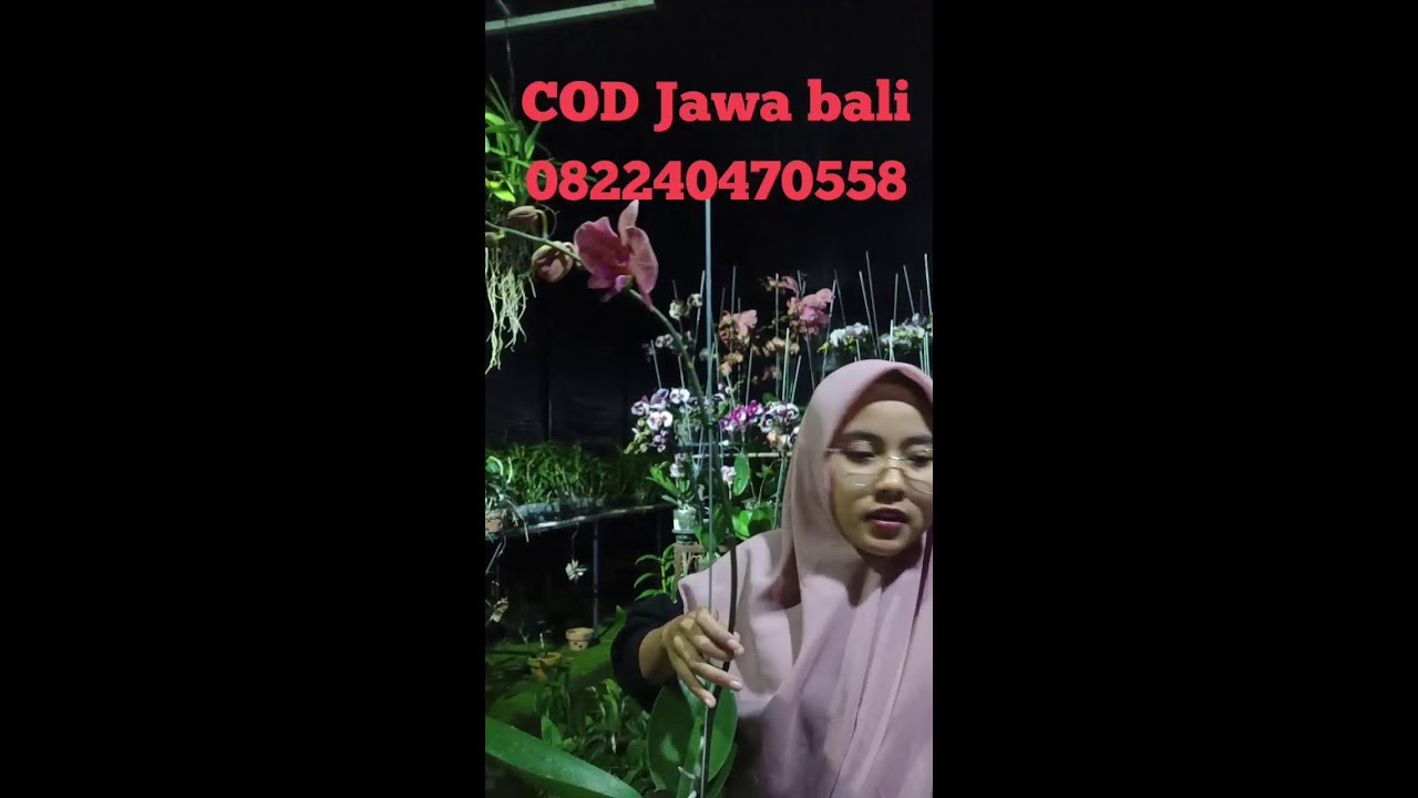 live sale anggrek murah bisa cod