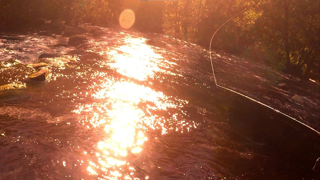 Jumping Fish - and a Few Trouts