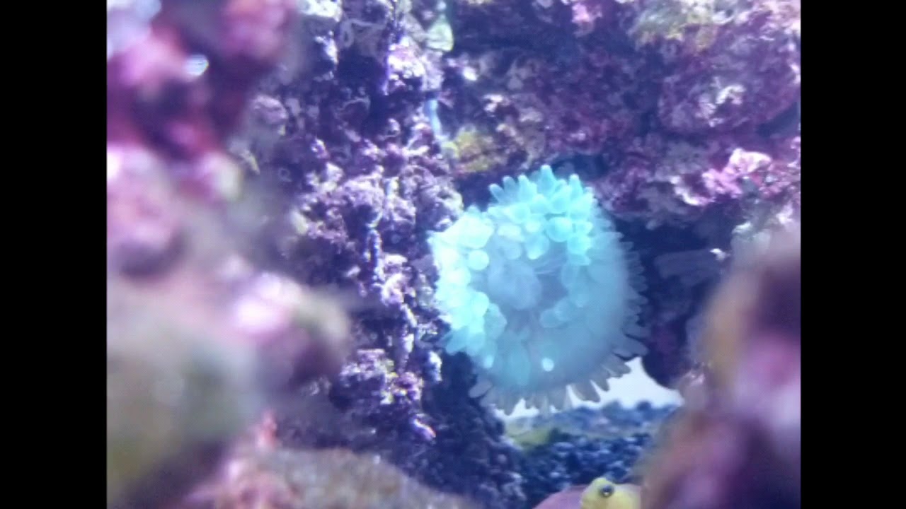 Bleached anemone eating - hyperlapse
