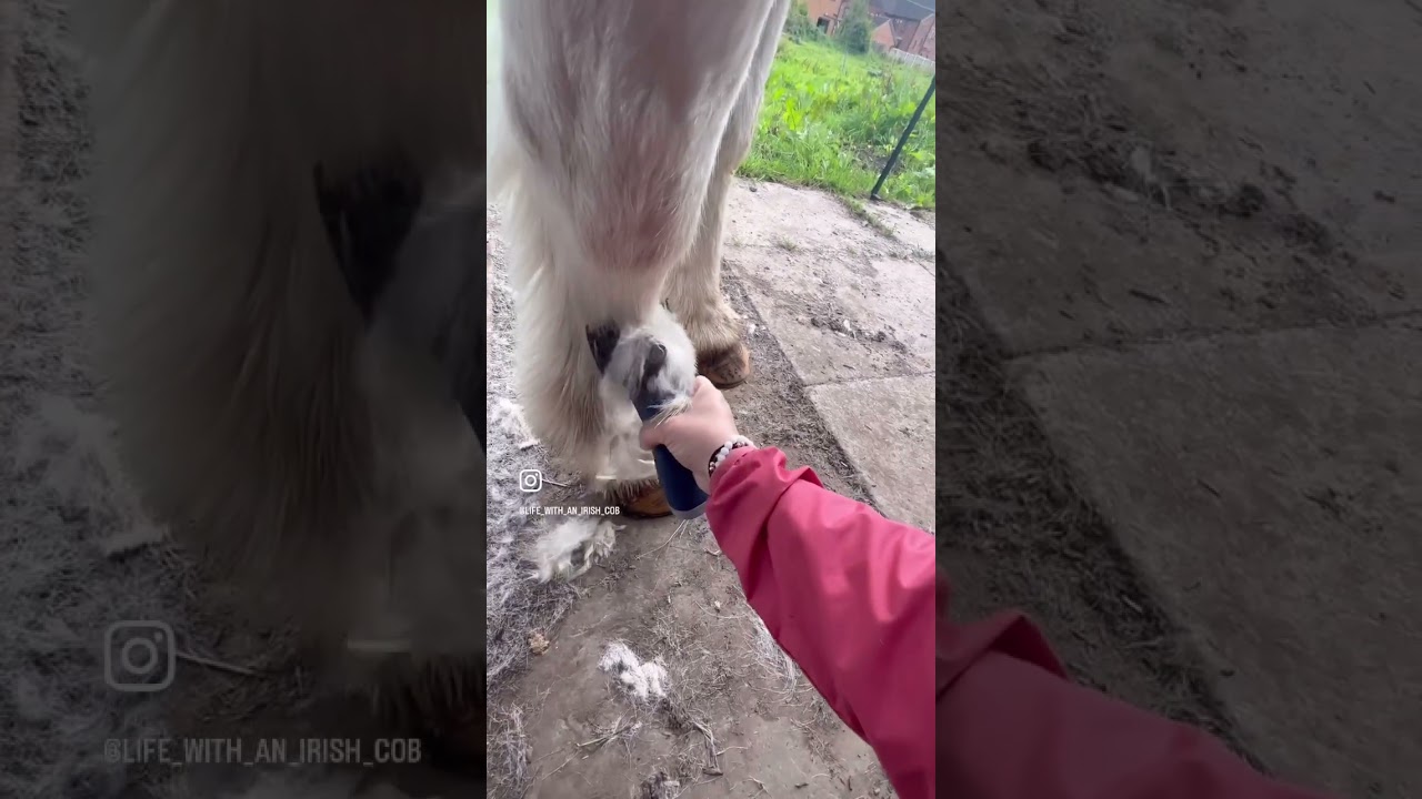 Clipping my hairy Irish cob with my brand new lister eclipse! mean machine. Satisfying!