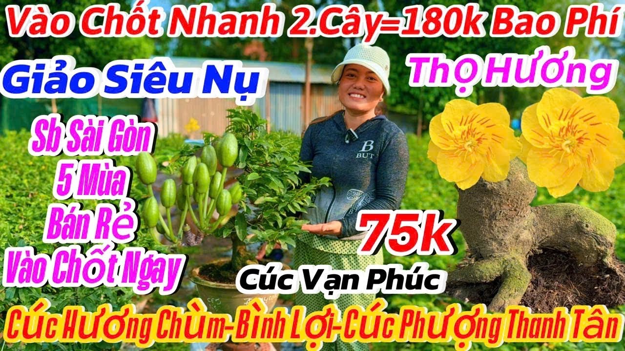 29/12☎️0354388093☎️🌴mai vàng chơi Tết 75k🌴25 mã số-cúc thọ hương-Sb bình lợi-cúc nghệ-cúc Phượng 