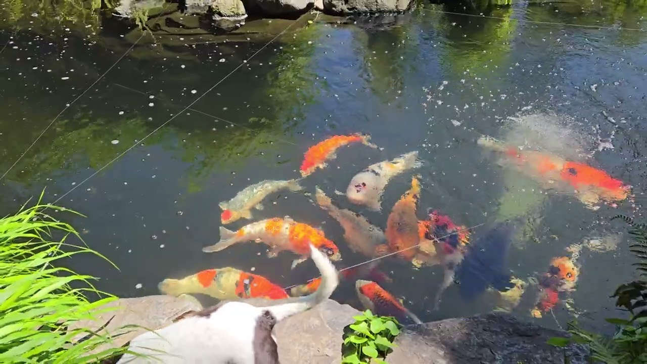 Doggo busy eating koi food