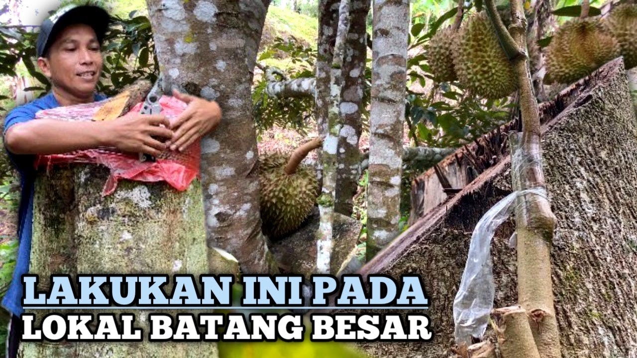 CARA MELAKUKAN TOP WORKING PADA POHON DURIAN LOKAL BESAR