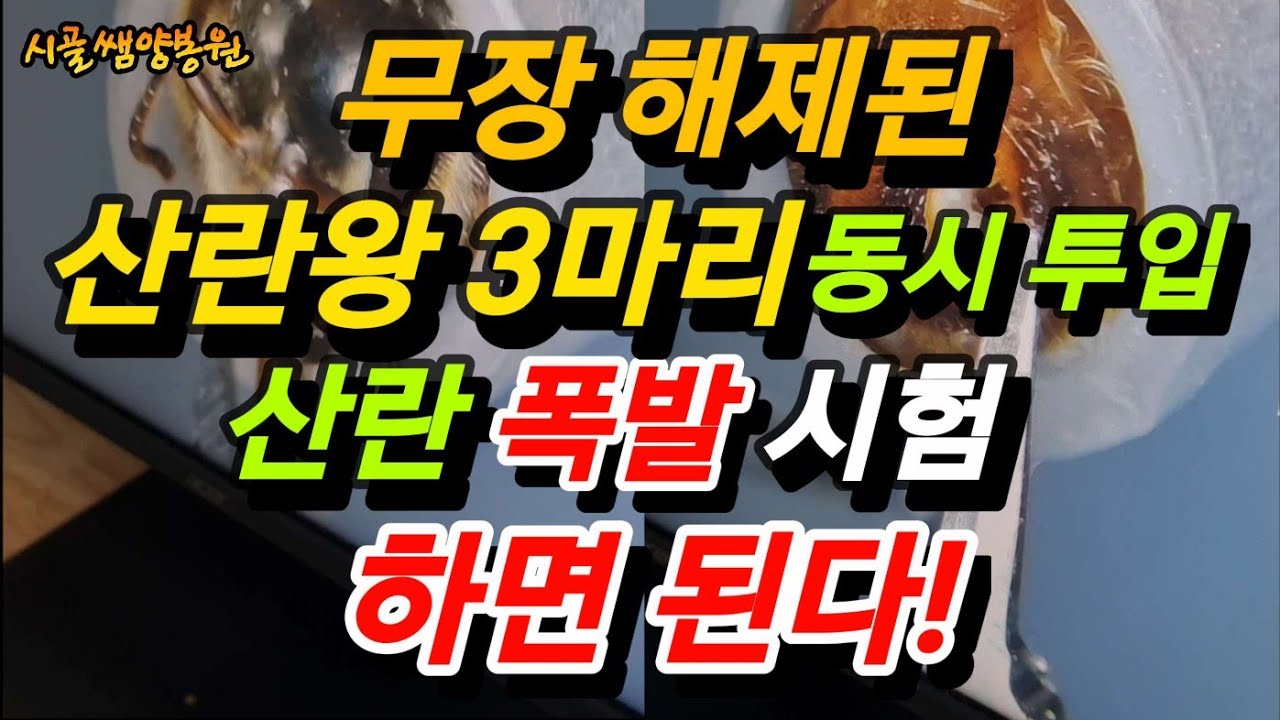 산란왕 3마리 실험 결과... 놀라운 산란량!