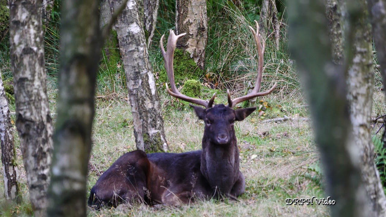 THE DEER ON CANNOCK CHASE OCT 2021 4K