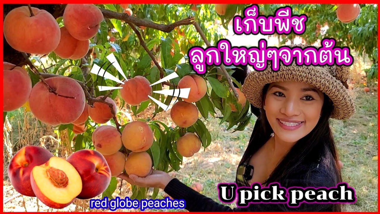 เก็บพีชลูกโตๆ หวานฉ่ำ เต็มคำ  / U pick peach 🍑  / Eng Sub/ ชีวิตในอเมริกา