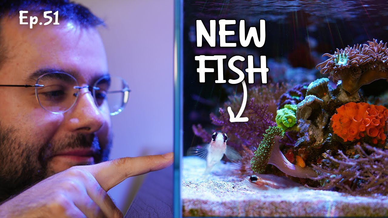 An example of why you should buy captive-bred fish | Ep.51