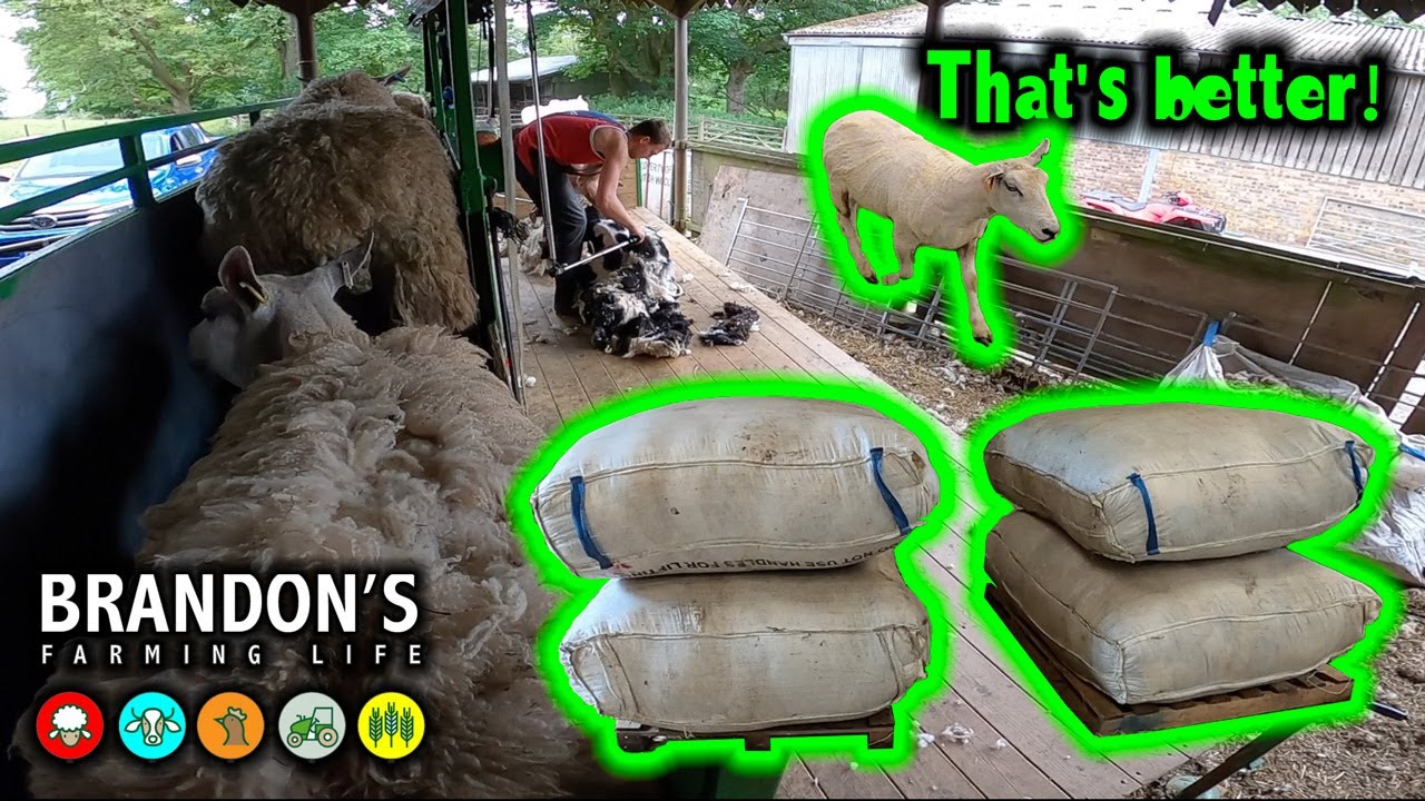 Shearing the ewes