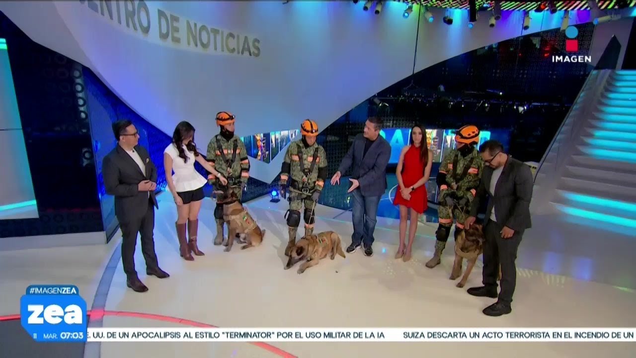 Llegan “Tierna”, “Alelo” y “Cabrio”, los perritos del Ejército Mexicano | Noticias con Francisco Zea