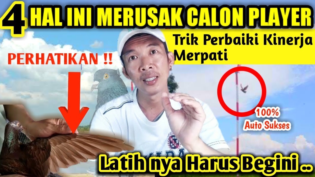 MERPATI TERBANG NAIK TURUN ? WAJIB LATIH PAKE CARA INI !!