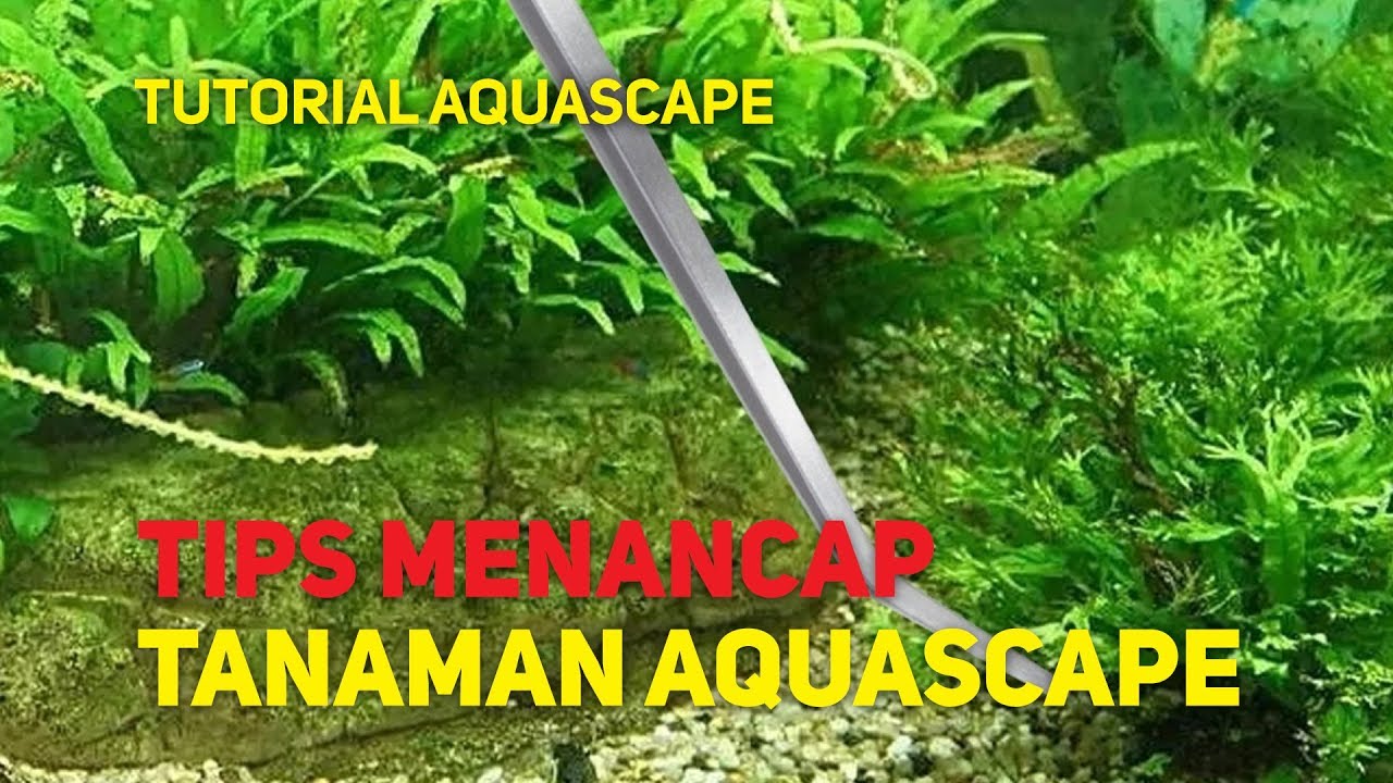Tutorial menancap tanaman aquascape!