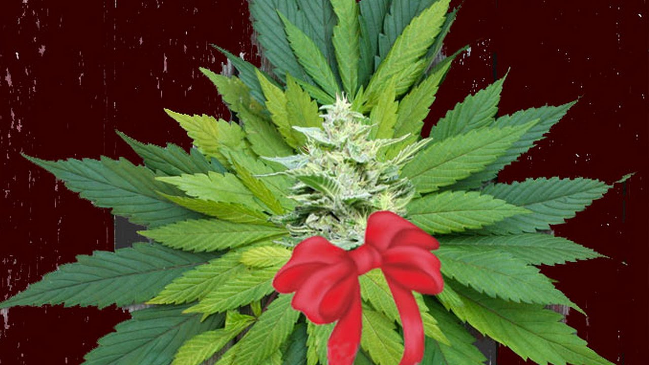 Marijuana Laced Holiday Gifts Now On Sale!
