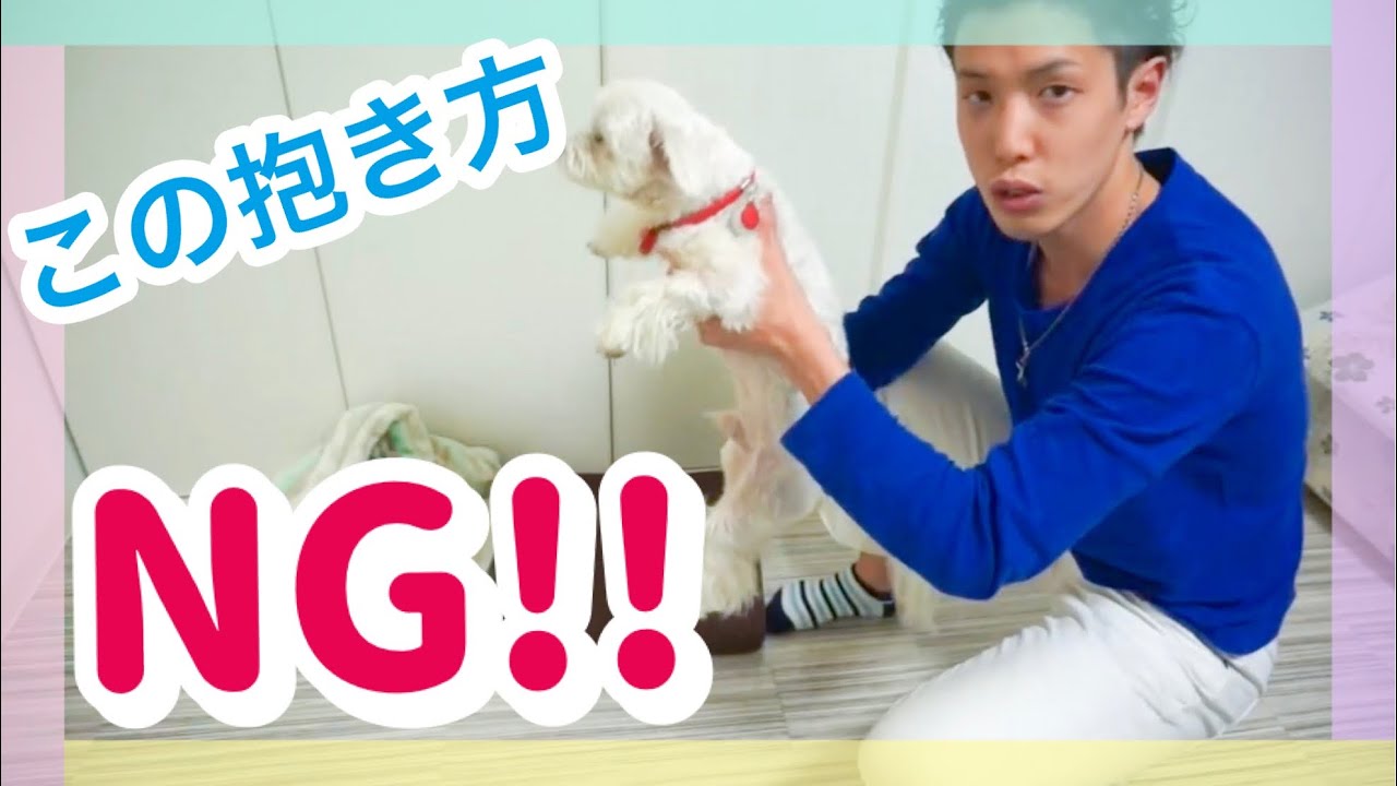 【犬の正しい抱き方、抱っこの仕方】