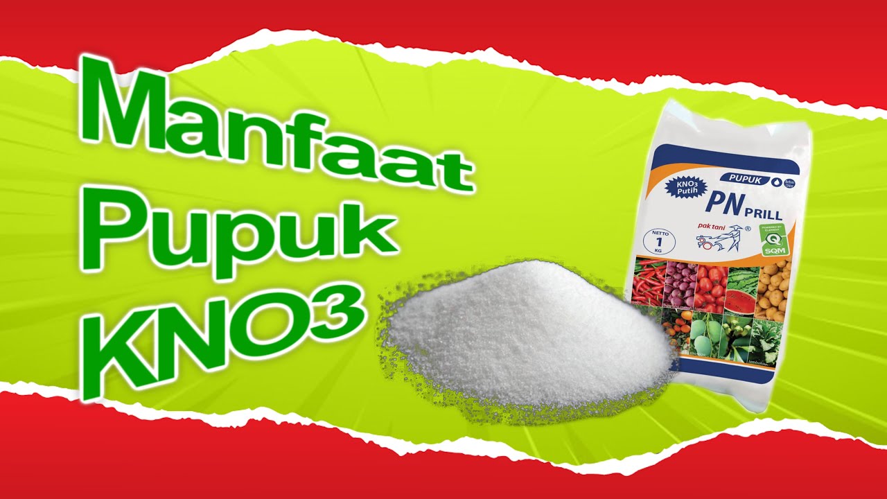 10 Manfaat Penting Pupuk KNO3 dan Cara Menggunakannya Dengan Baik dan Benar