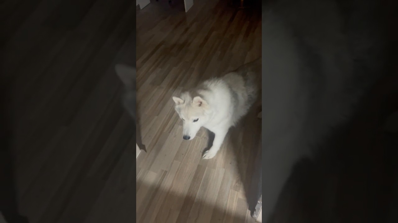 Sneaky Husky Stealth Mode: Ears on Alert 🐾 
