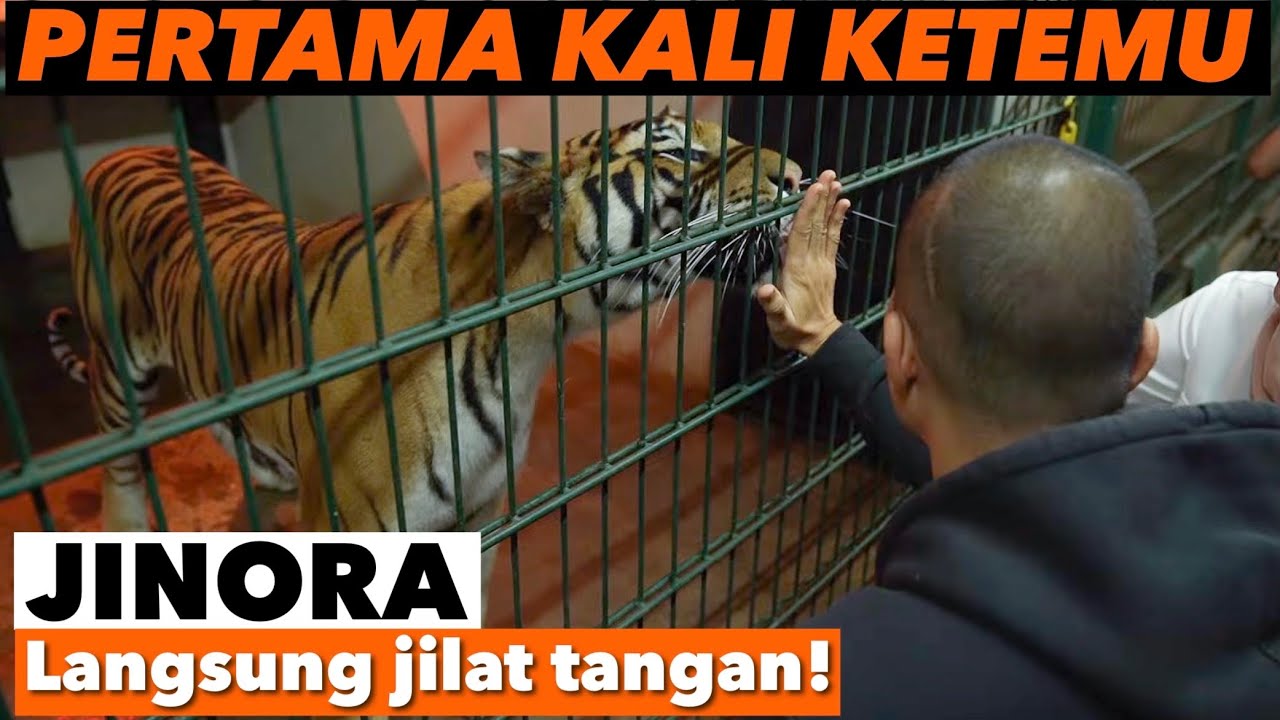 PAPAH MOMMY KETEMU JINORA! ALSHAD KAGET LIAT RESPONNYA!