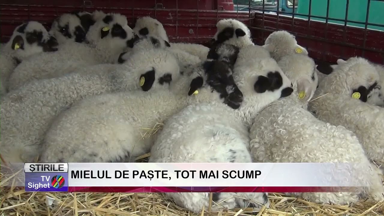 08  MIELUL DE PAȘTE, TOT MAI SCUMP