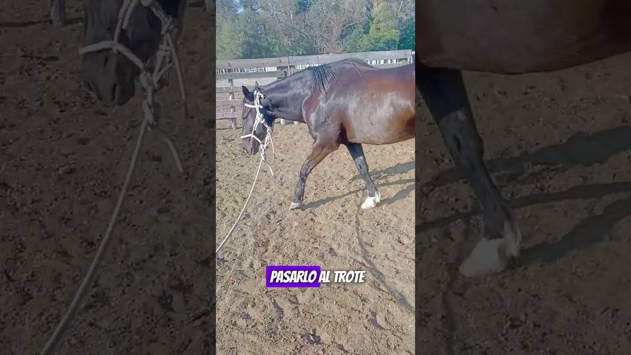 Cómo enseñar los ritmos al dar cuerda a un potro 🐴 | Doma racional paso a paso